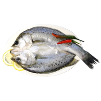 White Banana Sea Bass Fresh Seafood Aquatic Fresh Seafood Fresh Frozen Vacuum Bag Clear Steamed Bass lufish Lu Fish Zhuhai Terrendement