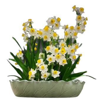 Narcissus Flower Pot, Large Ceramic Pot for Home Use, Special Flower Pot for Bowl Lotus, Pennywort, One-Leaf Lotus, Hydroponic Vessel, Water Lily Pot