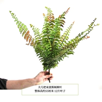 Большой почтовой человек jueye