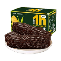 Zaoxiaomei black waxy corn Inner Mongolia fresh corn vacuum-packed meal replacement coarse grain non-Northeast fruit corn