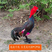 Вьетнамская борьба с курицей