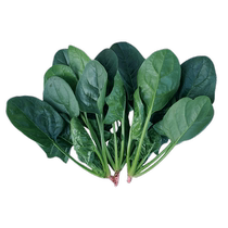 Large Leaf Spinach Seeds Season Vegetables Winter Seed Winter Seed Winter Seed Chill Vegetable Species Wintering Porcupine Rapeseed