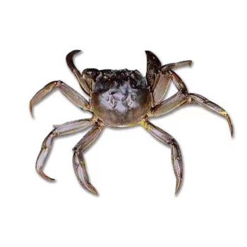 If 6 hairy crabs are eaten by one person, they will be lucky and prosperous.