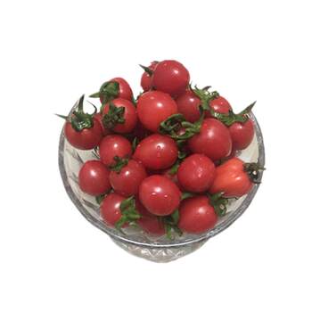 Delicious+shandong millennium fruit small tomato fresh fruit