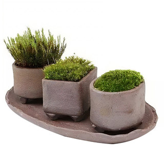 Short velvet moss micro landscape white hair pavement fresh