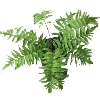 Primary color simulation fern persian tortoise back Primary color simulation fern persian tortoise back