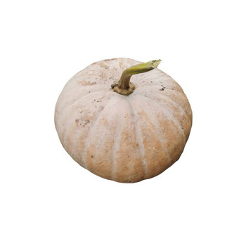 Mopan old pumpkin farm’s own fresh large round pumpkin