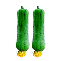 High Yield Meat Melon Seed Sesame Silk Melon Seed Farmhouse Spring Summer Season Base Vegetable Silk Melon Seed