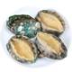 SF Express! Fast delivery of extra large abalone, fresh and fresh