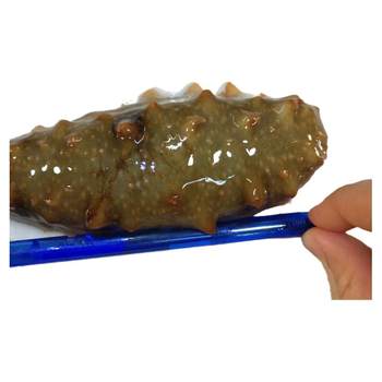 Fresh sea cucumber qingdao sea cucumber live seafood aquatic products