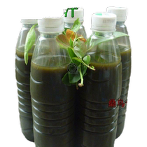 Fresh black rice leaf juice Nanzhu leaf juice black rice tree juice black rice grass juice making black rice rice dumplings 3 catties