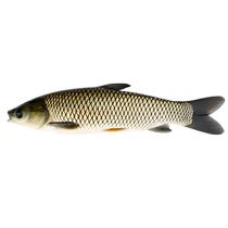 Grass carp fry freshwater culture edible local extra large half catty Anhui carp cultured grass carp live fry wholesale four major fish