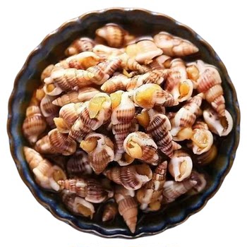 Sea melon seeds, fresh, frozen, sea cones, sea melon seeds, cooked frozen conches, conch cones, conch shellfish, seafood and aquatic products