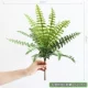 Мягкий папоротник F