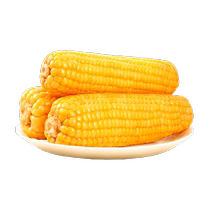 Sweet and waxy yellow corn on the cob low-fat 2023 fresh breakfast meal replacement sweet and soft waxy vacuum packaged 10 pieces