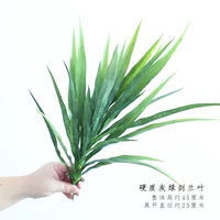 Твердый серо -зеленый лист орхидеи мечей