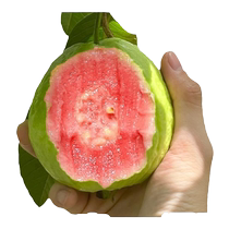 Four Seasons Red Heart Guava Saplings Fruit Seedlings Planted in the South Seedless Fruit Saplings Potted Guangdong Local Ba