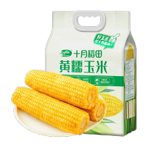 October Rice Field Yellow Waxy Corn 260g*8 pieces Northeastern Waxy Corn Sticky Rice Vacuum Grain Breakfast