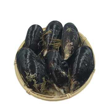 Fresh and large green-lipped mussels caught and found