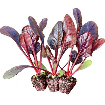 Old varieties of red and yellow beet seedlings, red and yellow stems and leaves