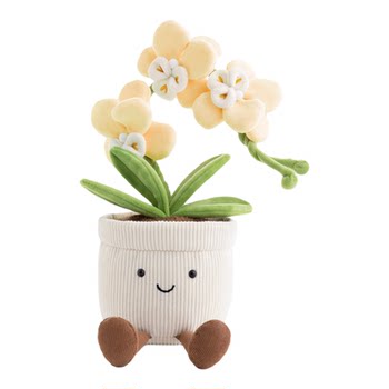 Panggom ຕຸກກະຕາ phalaenopsis ງາມ