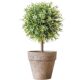 Xiaohongshu’s popular bonsai ornaments, fake flower balls