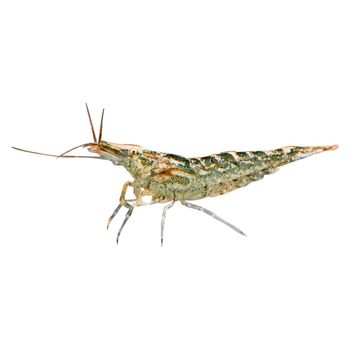 Black shell shrimp algae removal grass shrimp ornamental shrimp tools cleaning shrimp feed shrimp live aquarium fish tank landscaping cold water shrimp