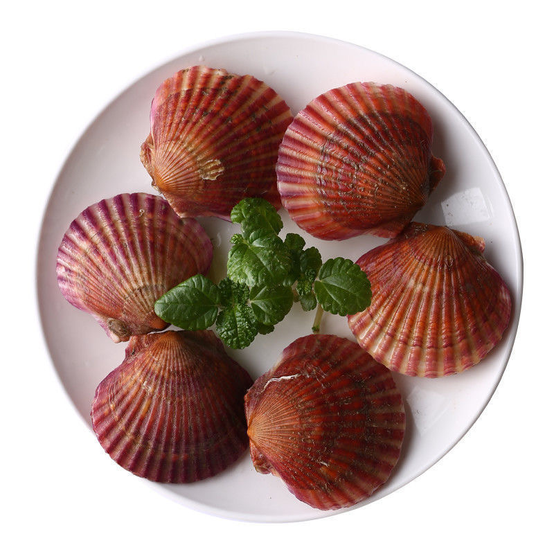 Scallops are shipped fresh and seasonally rich, carefully selected