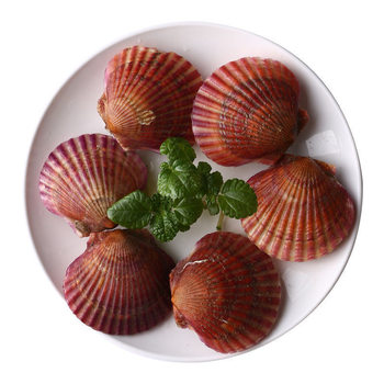 Scallops are shipped fresh and seasonally rich, carefully selected