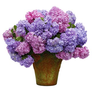 The base’s self-produced hydrangea seedlings have sold more than 400,000 yuan in total