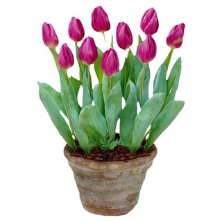 Tulip 5 degree bulb flower spring bloom