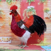 Петух №1 - рост 43* длина 40 - рыжий живот и белые волосы на ногах