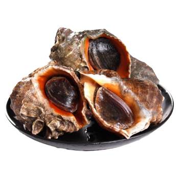 Fresh qingdao shellfish packed in pounds, free shipping, seafood and aquatic products