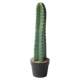 Cactus potted cactus landscaping decoration ornaments