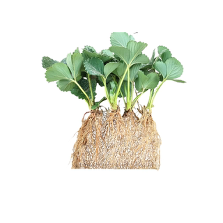 Milk cream strawberry seedlings strawberry strawberry strawberry seedlings strawberry strawberry strawberry seedlings