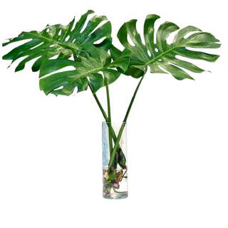 Hainan old pile monstera hydroponic green plant