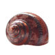 Guwen snail cat's eye snail natural