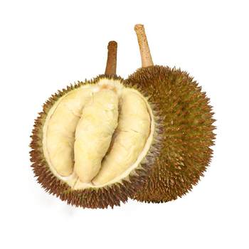 Shiboshi jinfeng d198 malaysian durian
