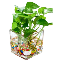 Tulip perfume culture pot glass bottle square cylinder hydroponic vessel flower pot plant square vase small stone nutrient solution