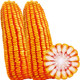Zhengdan 958 nationally approved high-yielding field feed corn species