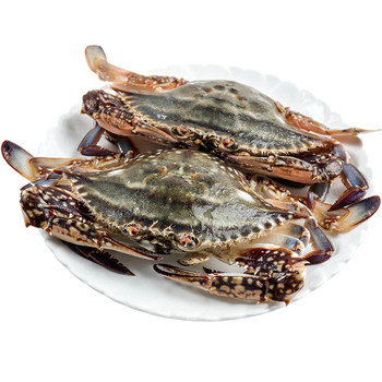 Zhoushan swimming crab meat female crab light cream crab