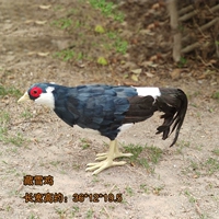 Тибетская снежная курица