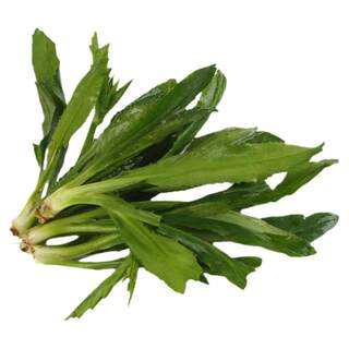 Wild large-leaf coriander seeds