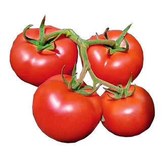 Fang zhen seeds complete collection of four seasons tomato seeds
