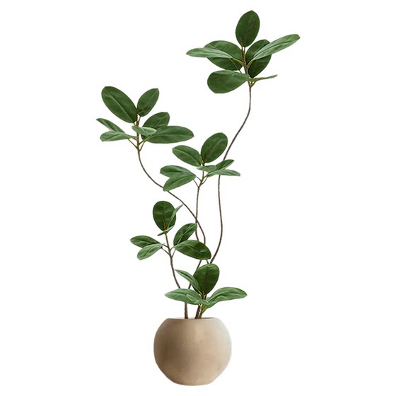 Simulated fake green plants decorating the black diamond rubber tree room