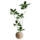 Simulated fake green plants decorating the black diamond rubber tree room