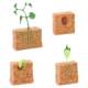 Plant growth process solid soybean growth stages