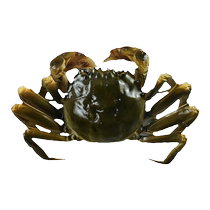 Simulated Yangcheng Lake hairy crab model fake male crab and female crab simulated crab seafood restaurant display live broadcast props