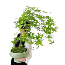 Liuquan maple potted seedlings golden willow spring maple saplings old piles green plants bonsai shapes native living room indoor plants