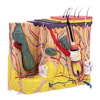 Three-dimensional skin tissue structure magnification model mold